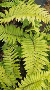 Polystichum polyblepharum 3L