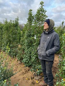 Prunus lusi. Brenelia 180-200cm Gps quality Root Ball