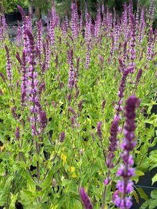Salvia nemorosa 'Amethyst' 2L