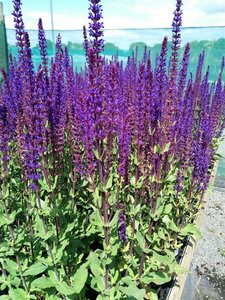 Salvia nemorosa Caradonna 2L