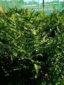 Woodwardia fimbriata 3L