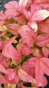 Nandina domestica Blush Pink 5L