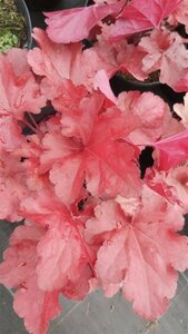 Heuchera 'Forever Red' 2L