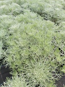 Artemisia schmidtiana 'Nana Attraction' 2L