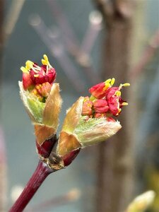 Acer japonicum 'Meigetsu' 125-150 25L