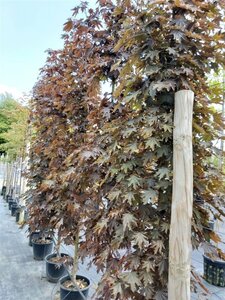 Acer plat. 'Crimson King' 8/10 Wire RB