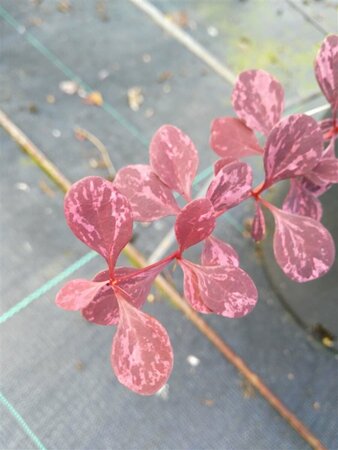 Berberis thunb. 'Rose Glow' 3L