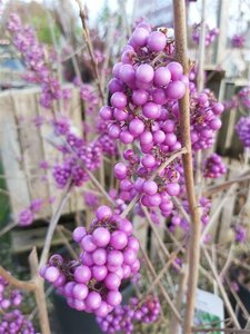 Callicarpa bodinieri Profusion 100-125 25L - image 2