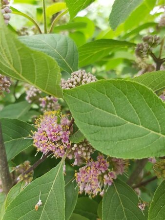 Callicarpa bodinieri Profusion 100-125 25L - image 1