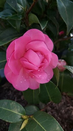 Camellia wil. 'Debbie' 3L - image 2
