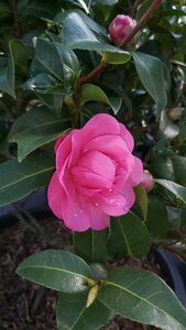 Camellia wil. 'Debbie' 3L - image 1