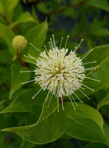 Cephalanthus occidentalis 60L