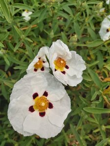 Cistus purpureus 'Alan Fradd' 3L