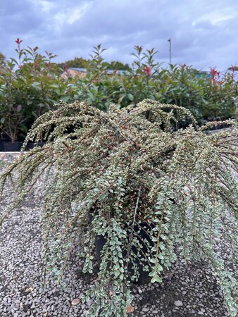 Cotoneaster atrop. 'Variegatus' 10L - image 2