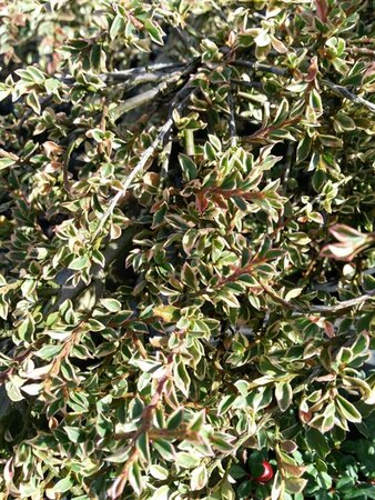 Cotoneaster atrop. 'Variegatus' 10L - image 1