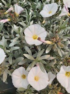 Convolvulus cneorum 3L - image 2