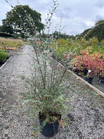 Cotoneaster franchetii 10L