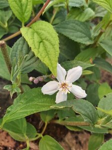 Deutzia hybrida 'Mont Rose' 3L - image 3