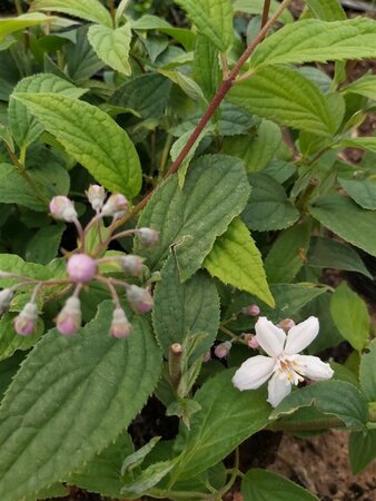 Deutzia hybrida 'Mont Rose' 3L - image 2