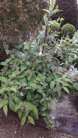 Deutzia hybrida 'Mont Rose' 3L - image 1