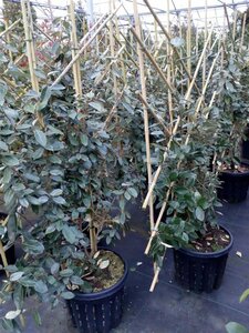 Elaeagnus x ebbingei 1.2m x 1.5m Panel  38L Airpot - image 2