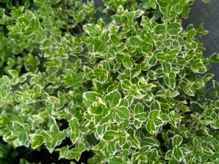 Euonymus fort. 'Emerald Gaiety' 3L - image 2