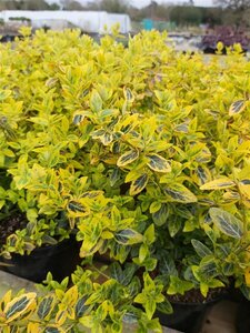 Euonymus fort. 'Emerald 'n' Gold' 3L - image 1