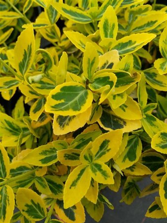 Euonymus fort. 'Emerald 'n' Gold' 3L - image 2