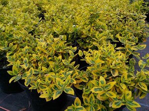 Euonymus fort. 'Emerald 'n' Gold' 3L - image 3
