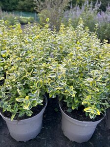 Euonymus fort. 'Emerald 'n' Gold' 3L - image 2