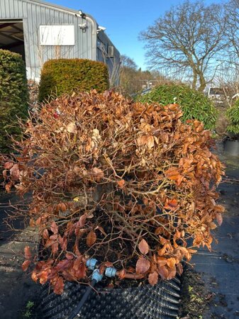 Fagus sylvatica 80cm ball 80L Airpot - image 2