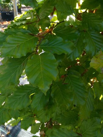 Fagus sylvatica 2.5M 60CM X 60CM Column  150L Airpot