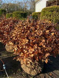 Fagus sylvatica 90-100 Ball Wire RB - image 2