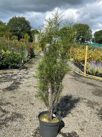 Frangula alnus Fine Line 10L