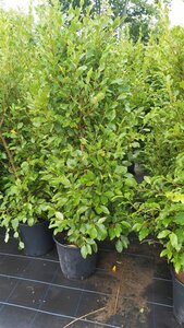 Griselinia littor. Green Horizon 10L