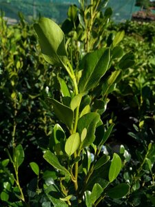 Griselinia littor. Green Horizon 10L - image 2