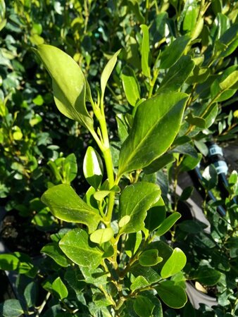 Griselinia littor. Green Horizon 10L - image 3