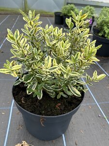 Hebe franciscana 'Variegata' 10L - image 3