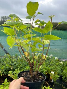 Hydrangea a. 'Annabelle' 3L - image 4