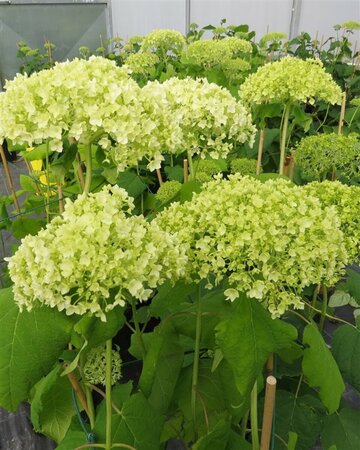 Hydrangea a. 'Annabelle' 3L - image 2