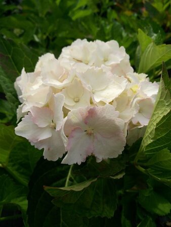 Hydrangea m. 'Mad. Emile Mouillère' 3L - image 1