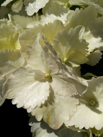 Hydrangea m. 'Mad. Emile Mouillère' 3L - image 2