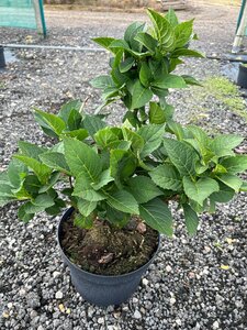 Hydrangea macrophylla Teller Blue 10L