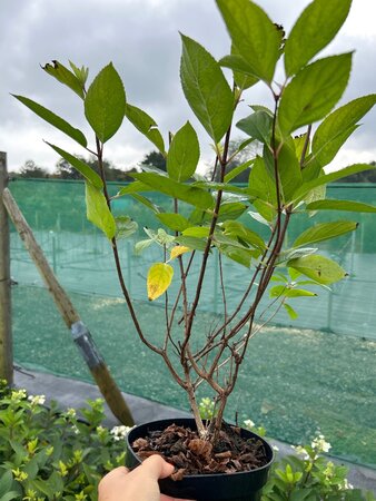Hydrangea pan Grandiflora 3L