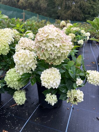 Hydrangea p. Little Spooky 10L