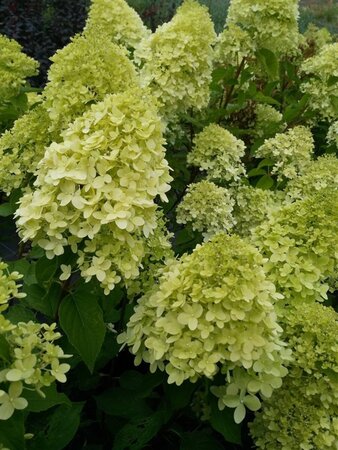 Hydrangea pan. 'Polar Bear' 25L - image 1