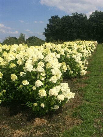 Hydrangea pan. 'Polar Bear' 10L - image 2