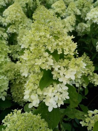 Hydrangea pan. 'Polar Bear' 10L - image 3