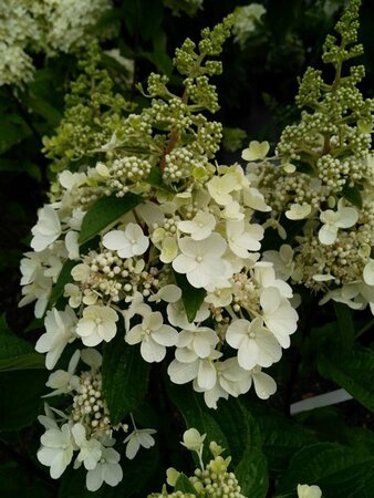 Hydrangea pan. Pinky Winky 25L - image 1