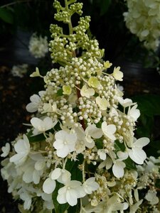 Hydrangea pan. Pinky Winky 25L - image 2